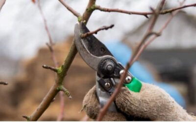 Advantages to winter pruning