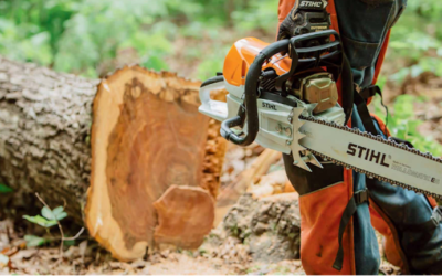 Why not to attempt tree removal on your own