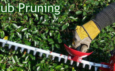 The basics of proper shrub pruning